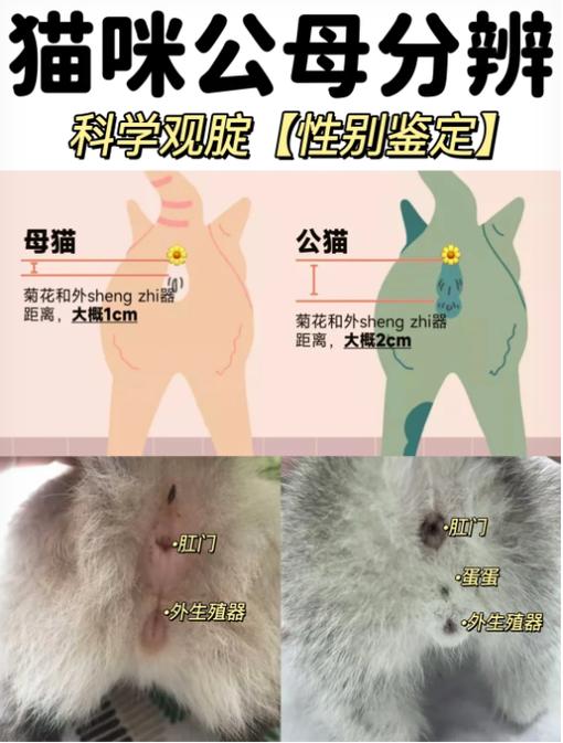 成年公猫跟幼年母猫一起养