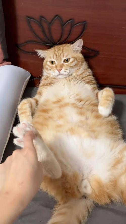 猫喜欢挠痒痒游戏截图
