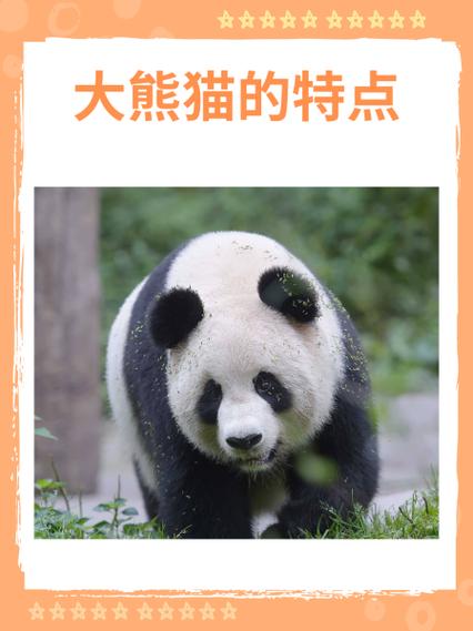 熊猫养成记图熊