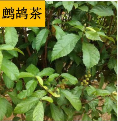 男人喝鹧鸪茶的好处