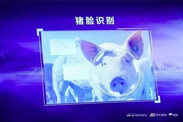 京东养猪怎么加盟