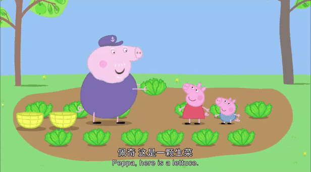 猪爷爷的菜园