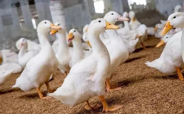 泥鸭为何尽量少吃截图