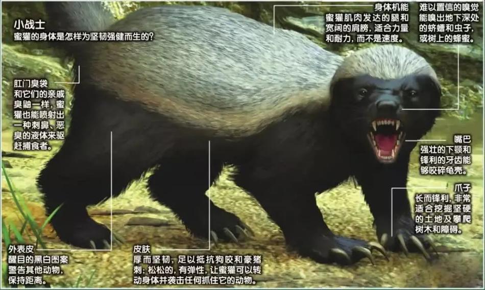 ARX和蜜獾哪个好