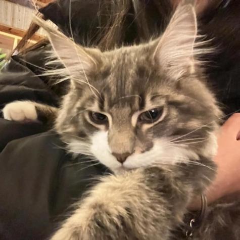 猫咪头像男生用