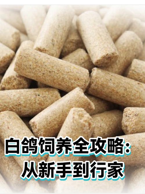 新手养鸽子怎么养