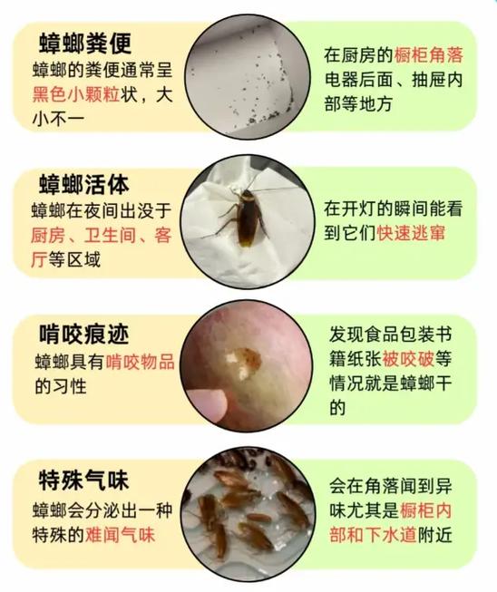 衣柜很干净但是有蟑螂