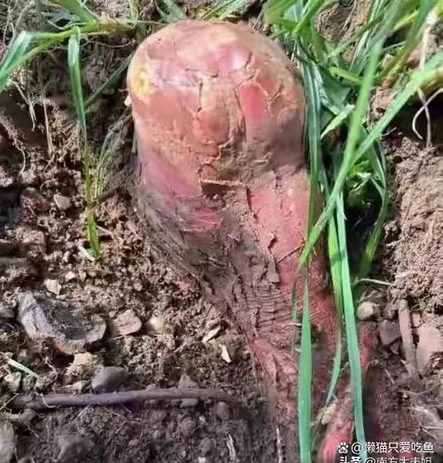 七零三岁半福宝又挖到一颗人参截图