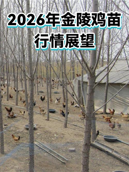 2026今日鸡价全国表截图