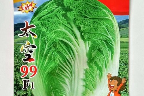 99白菜缩略图