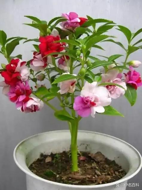 种子10天不发芽还会发吗