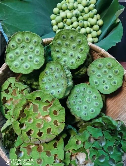 荷花拼音正确写法