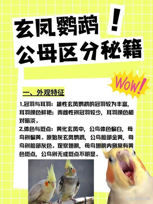 玄凤鹦鹉公母叫声对比视频