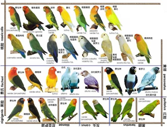 牡丹鹦鹉品种图片大全缩略图