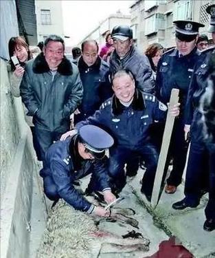 杀死了狼犯法吗
