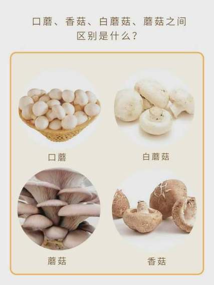 香菇蘑菇的功效与作用