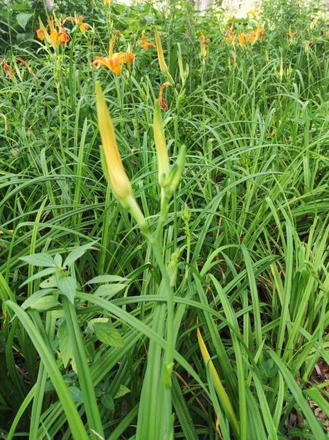 忘忧草和黄花菜是什么关系