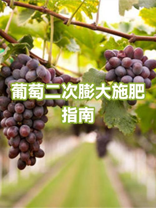 葡萄二次膨大绝招