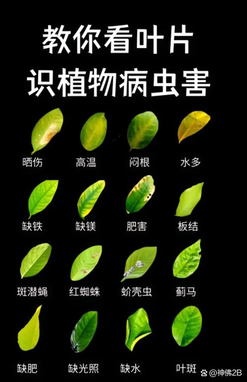 炭疽病与褐斑病的图片