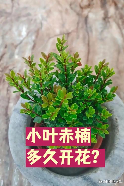 鸭脚木为啥叫鬼树