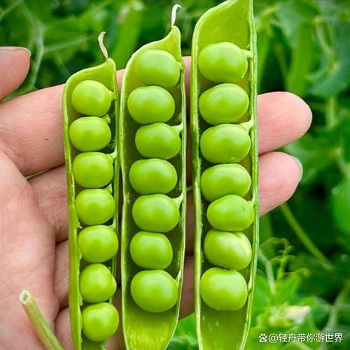 拼多多老旧版本豌豆荚