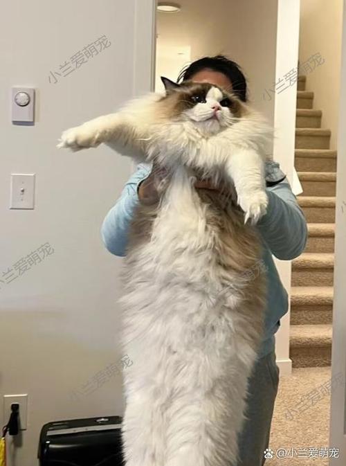 布偶猫是大型猫吗