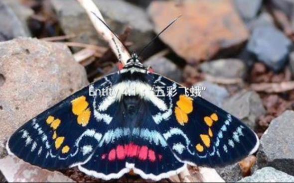 彩色飞蛾图片大全游戏截图