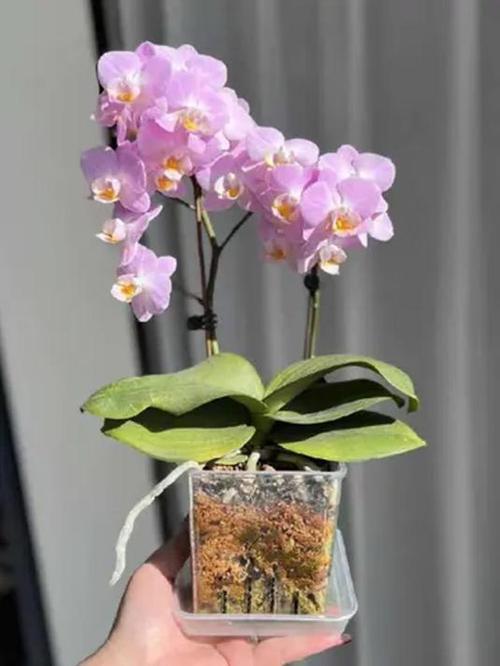 蝴蝶兰专用花盆