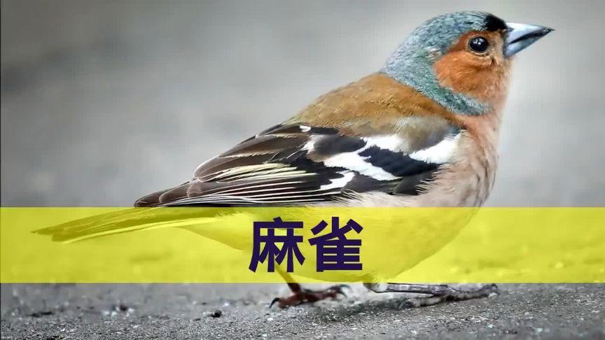 麻雀叫声音效mp3