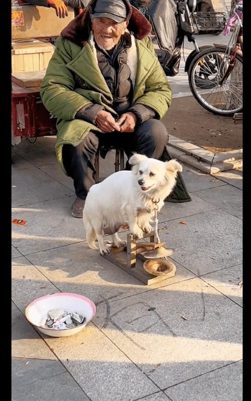 卖狗是不是很挣钱