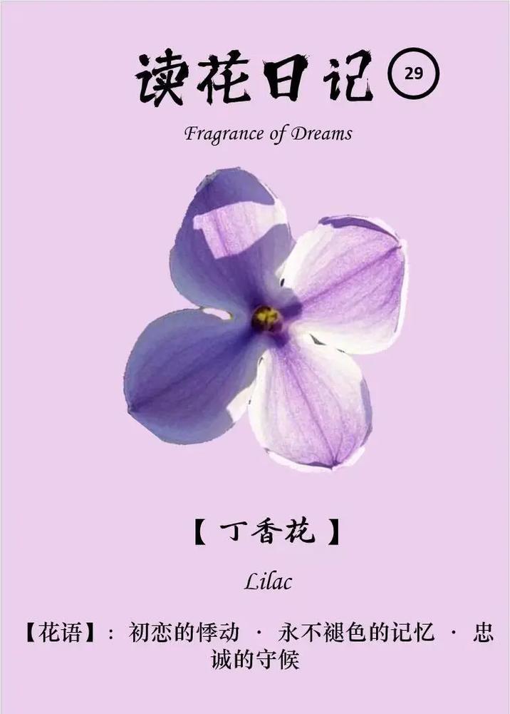 丁香英文lilac