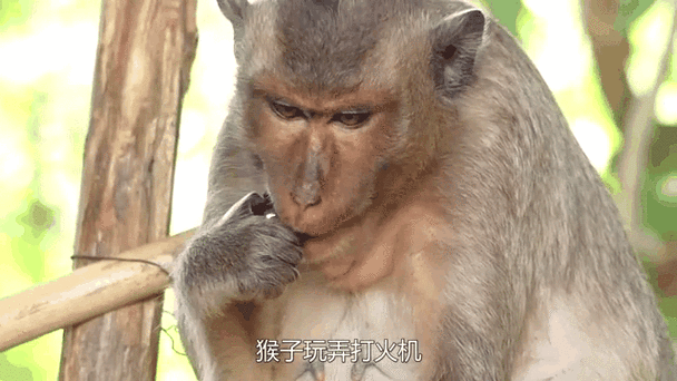 人徒手能打过猴子吗