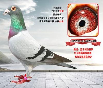 信鸽比赛最长距离是多少