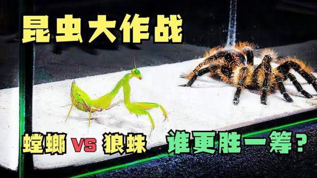 巨型狼蛛vs螳螂