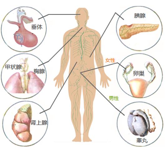 男性降低雄性激素方法