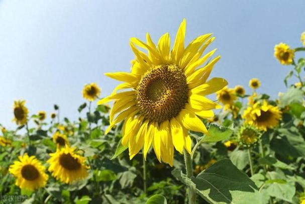 向阳花为什么总向着太阳