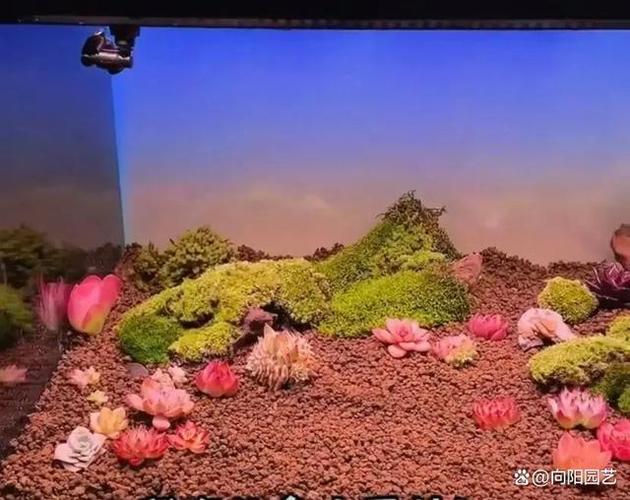 鱼缸多肉造景图片欣赏