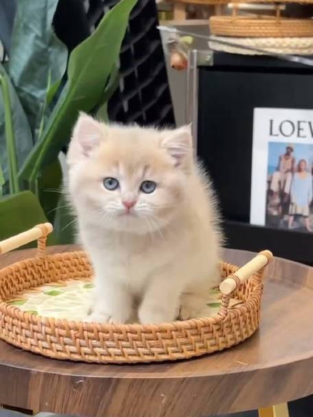 小猫视频可爱超萌哦