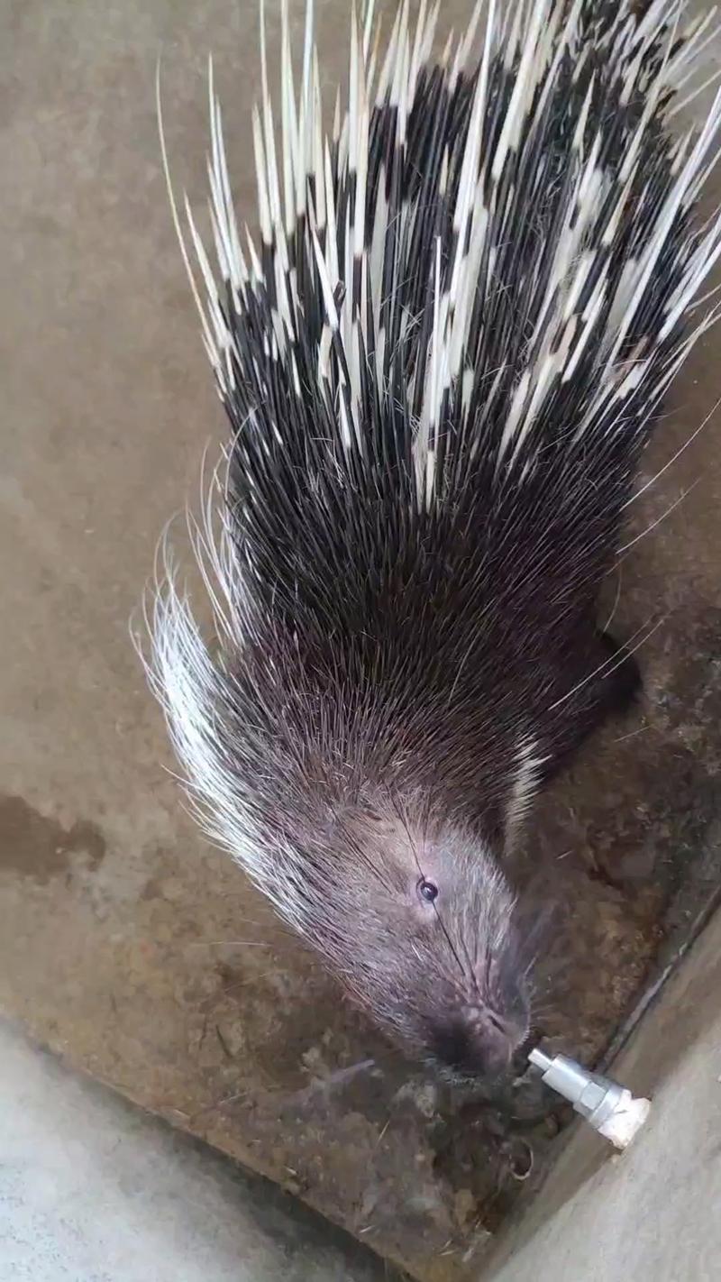 豪猪网群