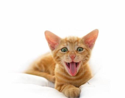 一只小花猫 喵喵叫