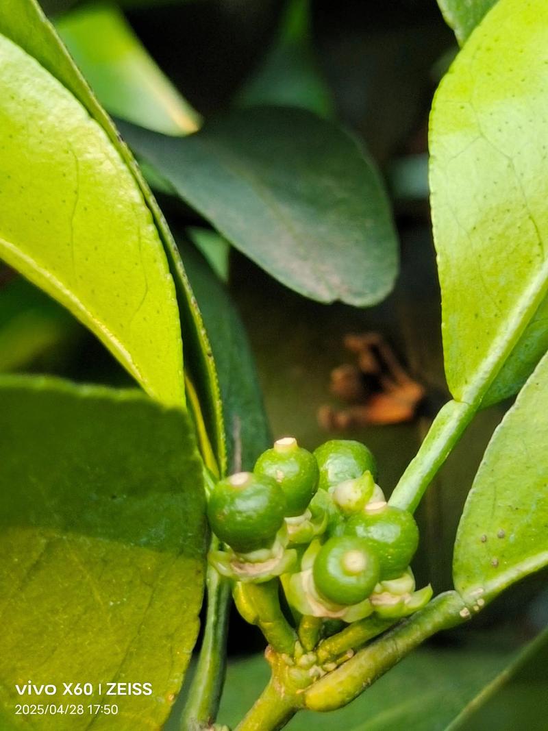 骨绿一转