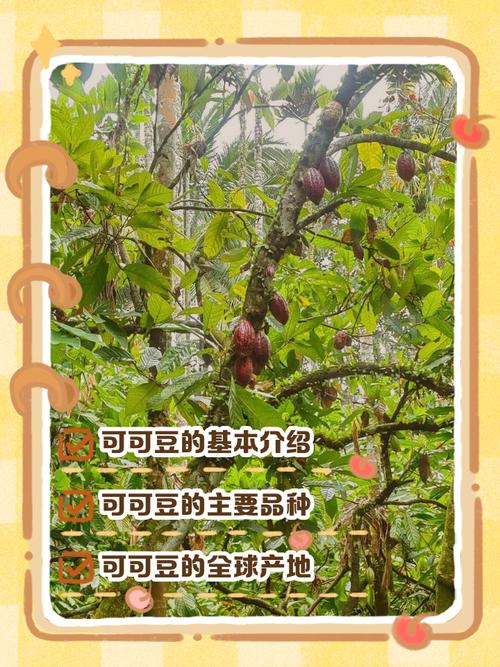 可乐豆在国内叫什么