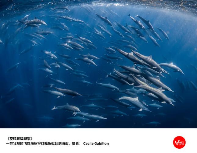 海豚模拟器闪退怎么办