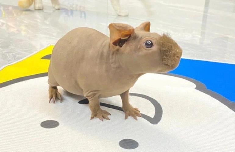 新手养不死的迷你宠物