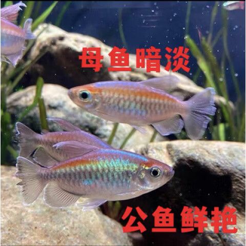 电光美人鱼咬别的鱼吗