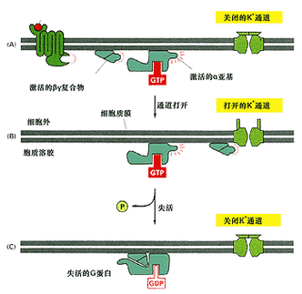 G蛋白的结构与功能的关系