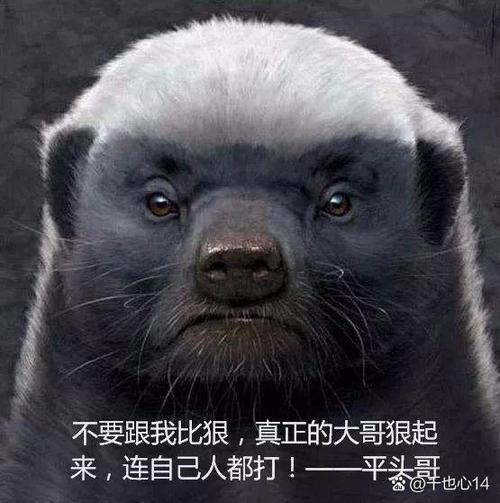 有人养蜜獾当宠物吗