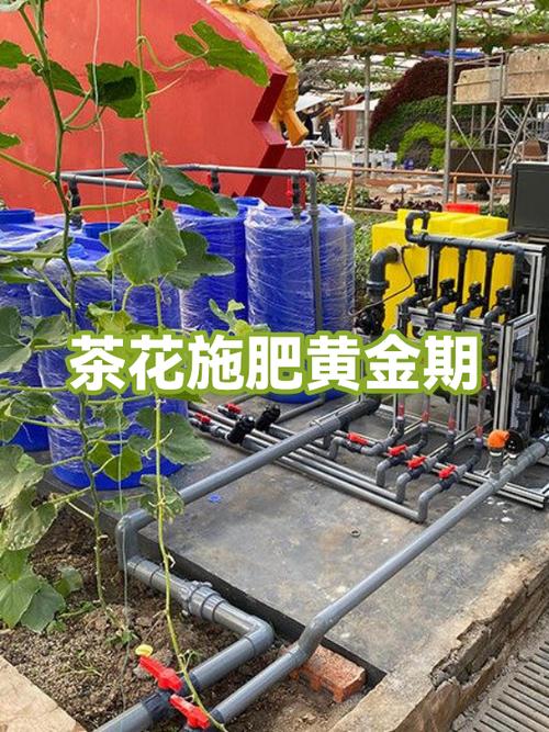 四季茶花施肥的正确方法