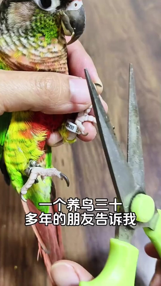 家有鹦鹉阅读答案