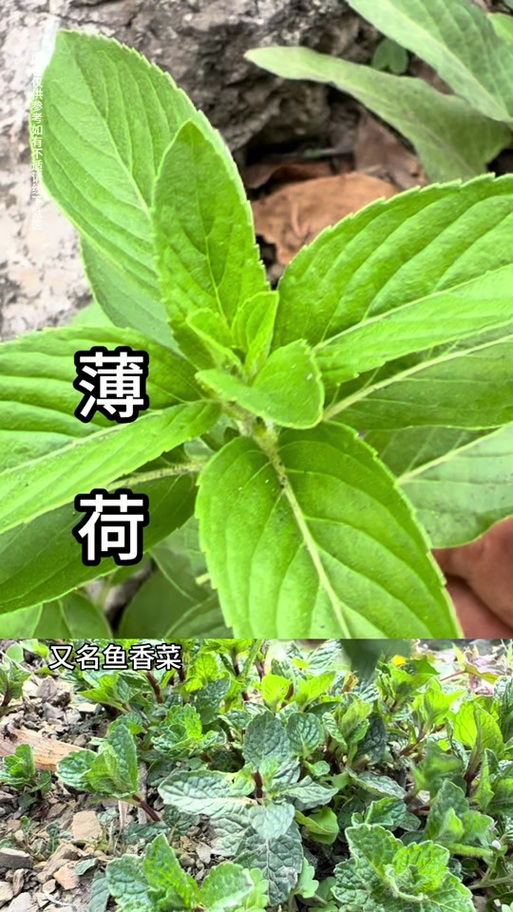 和薄荷长得很像可以吃